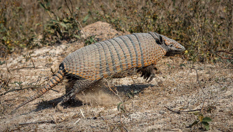 Knysna Photographic Society - Claudette Gericke - Six Banded Armadillo
