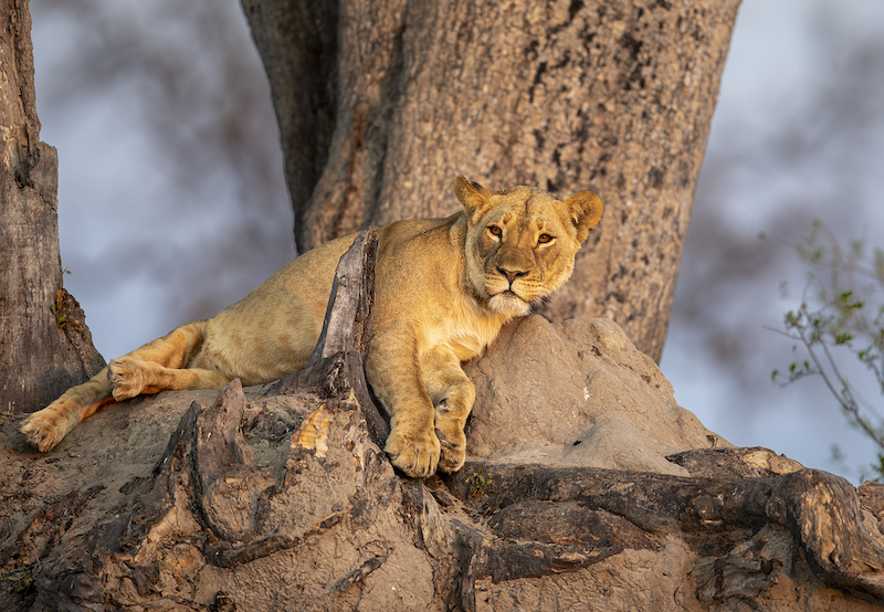 Knysna Photographic Society - Sharon Long - Afternoon Glow