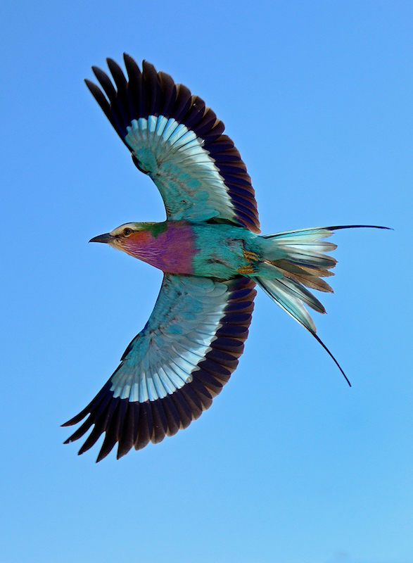 Kowie Camera Club - Derick Oosthuizen - Lilac-breasted Roller in full flight