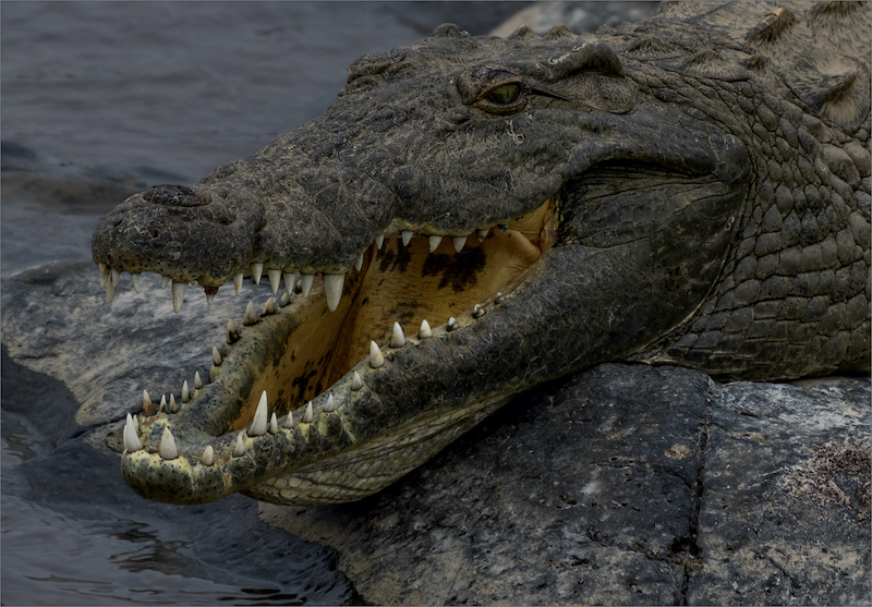 Kriel Foto Club - Rika Horn - Croc cooling down