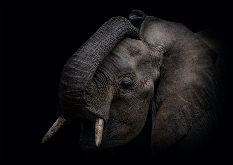 Kriel Foto Club - Rika Horn - Trunk Maneuvers