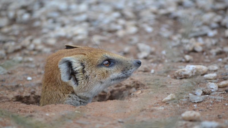 Midlens Fotoklub - Wian Pretorius - Meerkat in gat