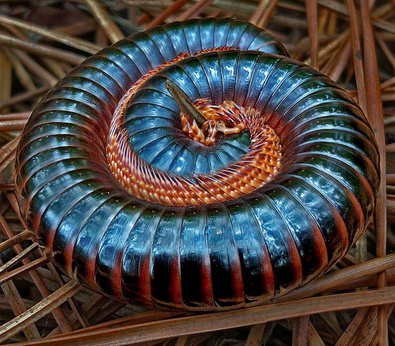 National Photographic Club - Marco van Heerden - Duisendpoot