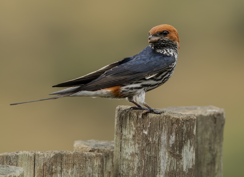 Port Elizabeth Camera Club - Alan  Roberts - Swallow collecting mud
