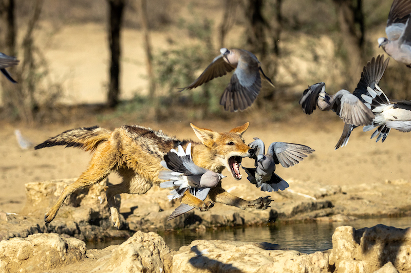 Pretoria Photographic Society - Boshoff Steenekamp - Jackal on the hunt