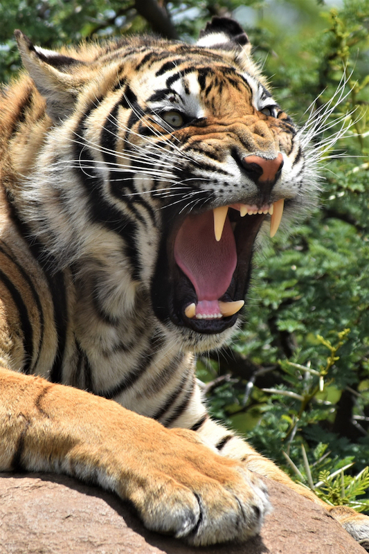 SAVAS - Shorty  Terblanche - Growling Tiger