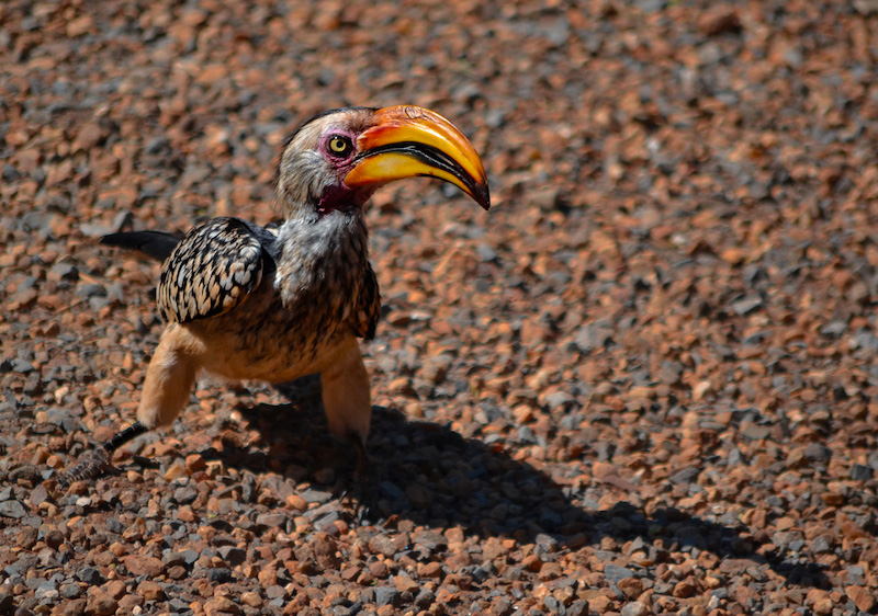 Sandton Photographic Society - Rory Leahy - Hornbill