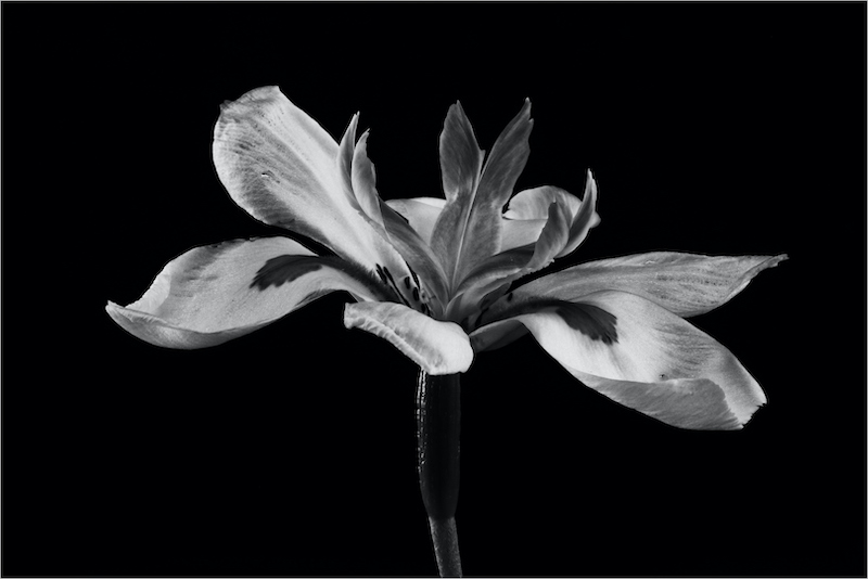 Schools - Charlie Hofmeyr HS - Chloe Sarikaki - Delicate flower