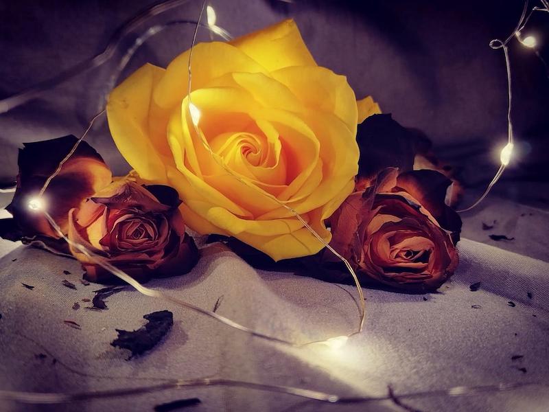 Schools - Hermies Photography Club - Mine Prodehl  - Uniqueness