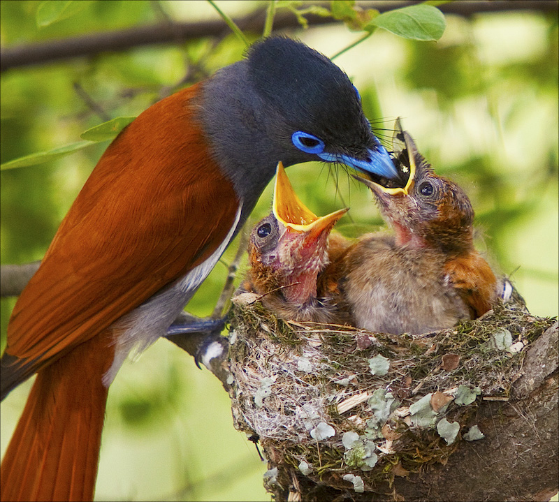 Southern Suburbs Camera Club - Antonio Ferreira - Feeding the young