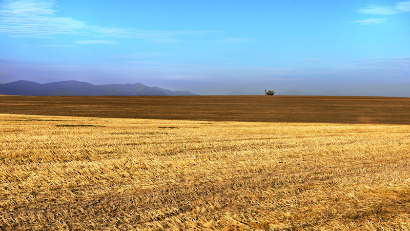 Tygerberg Photographic Society - John Read - Field of Gold