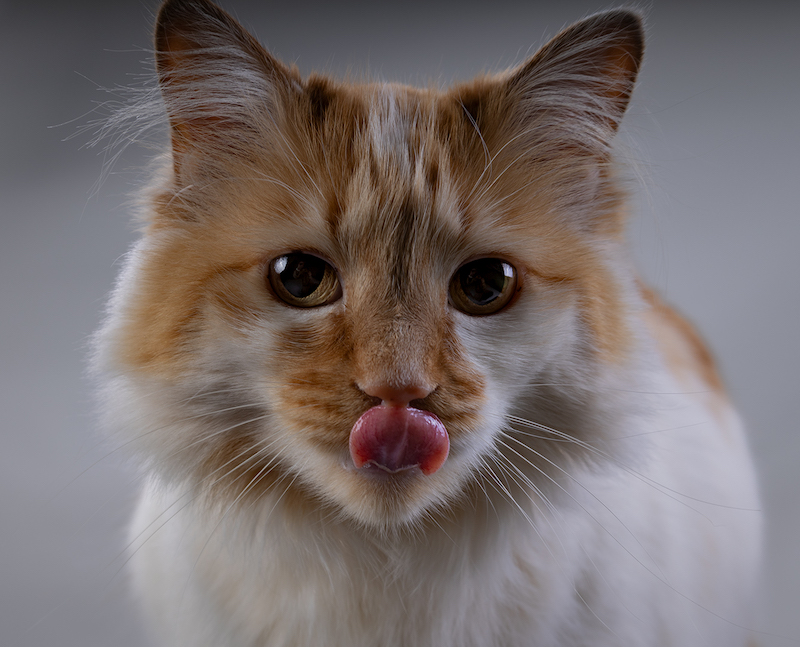 Vanderbijlpark Fotografiese Vereniging - Azelle Marais - the purrrfect snack