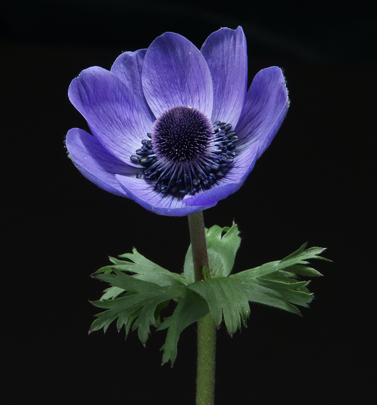 Witzenberg Photographic Society - Ane Sauer - Purple wonder