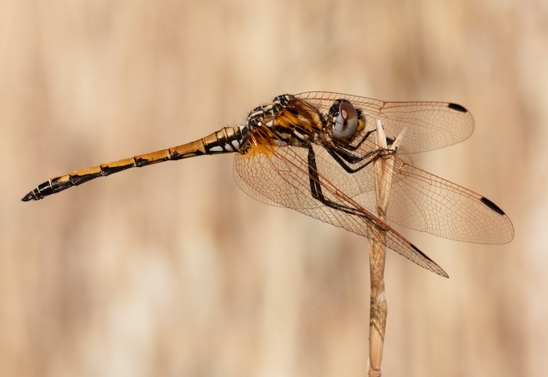 Witzenberg Photographic Society - Mabru Marais - Naaldekoker