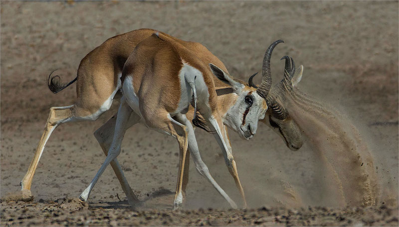 AFO Photography Club - Andre Ligthelm - Springbok interaksie