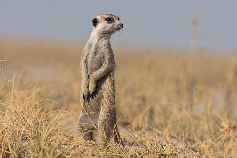 Amber Camera Club - Toni le Roux - Meerkat Lookout