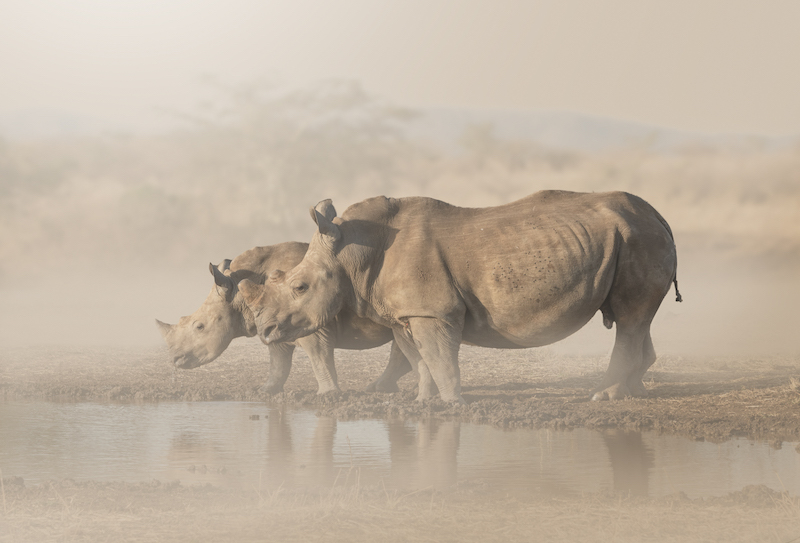 Ballito Photo Club - Brian Roberts - Rhinos in a dust storm