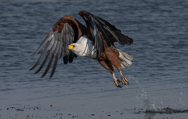 Bethal Fotografie Klub - Leon Venter - Visarend opstyg