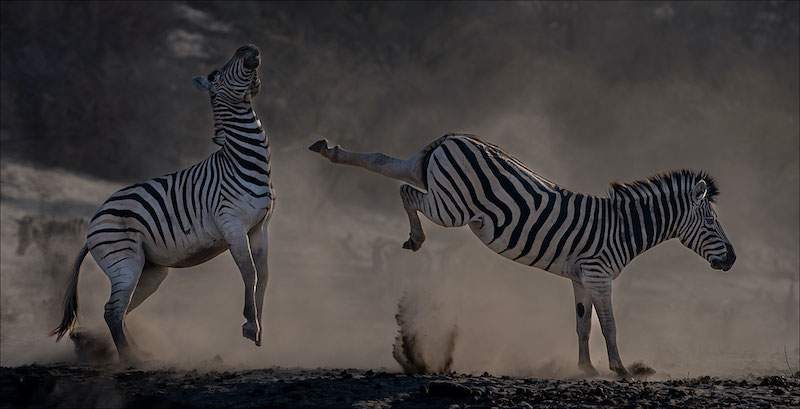 Bethal Fotografie Klub - Leon Venter - Zebra kick to kill