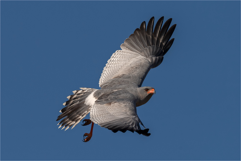 Bloemfontein Kameraklub - Renske Jordaan - Goshawk in sky