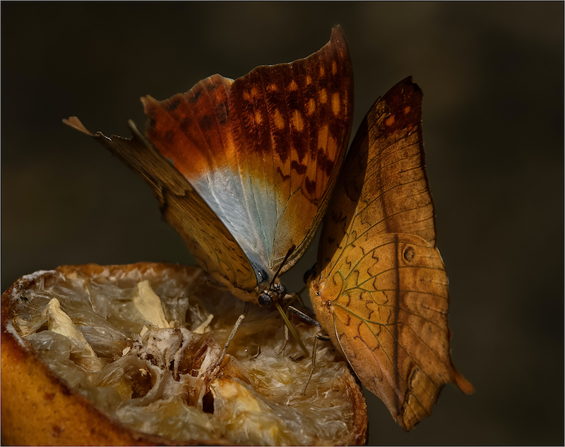 Boksburg Camera Club - Marie Botha - Male and Female Oakleaf Butterflies
