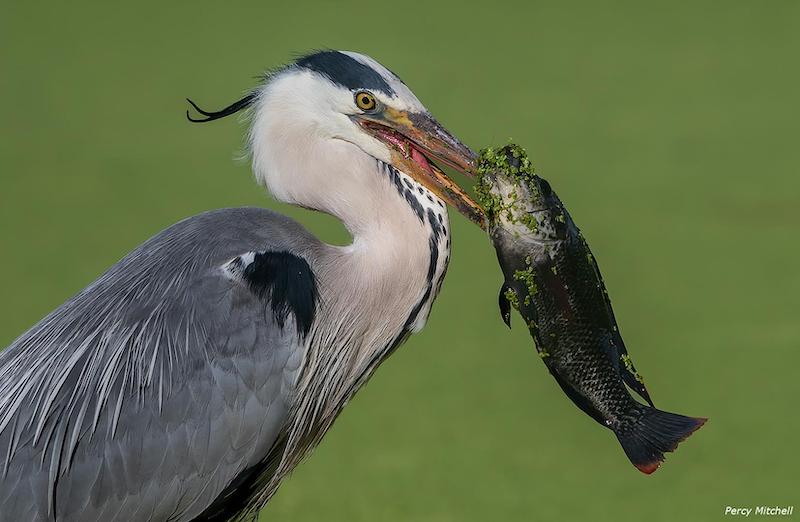 Durban Camera Club - Percy Mitchell - Spiked by a Heron