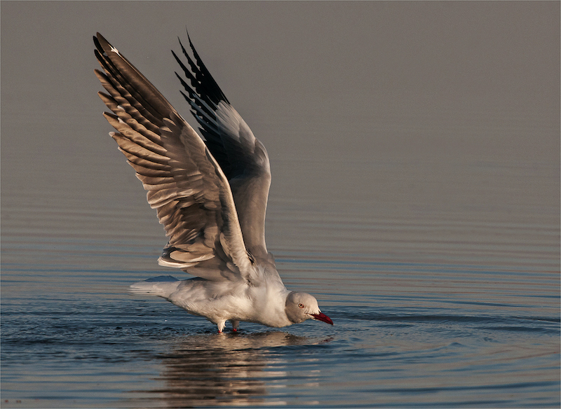 Edenvale Photographic Club - Dino Bottega - Stretched out