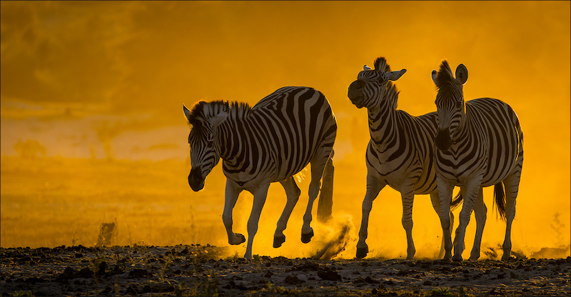 Ermelo Foto Klub - Hardus Pieters - Sunkissed sebras