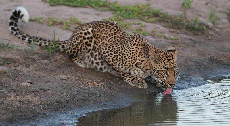 Fish Hoek Photographic Society - Lorne Sulcas - lapping it up