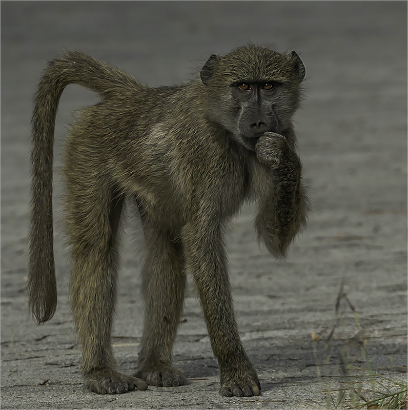 Harties Fotografie Studiegroep - Andries Roesch - Bobbejaan se kind