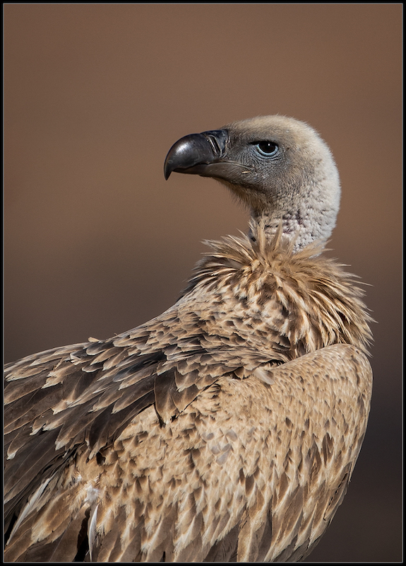 Harties Fotografie Studiegroep - Ben Koekemoer - Vulture lookback