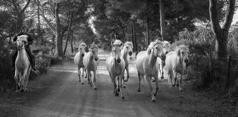 Hermanus Photographic Society - Hestie das Neves - Equine beauty