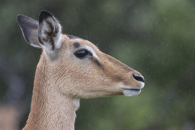 Highway Camera Club - Tammy Harding - Impala Raindrops