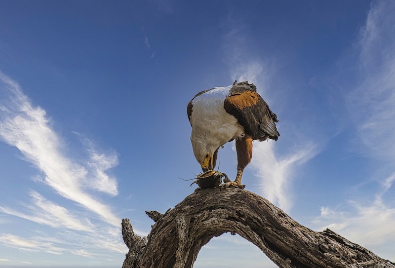 Jeffreys Bay Camera Club - Frans van Heerden - Ete