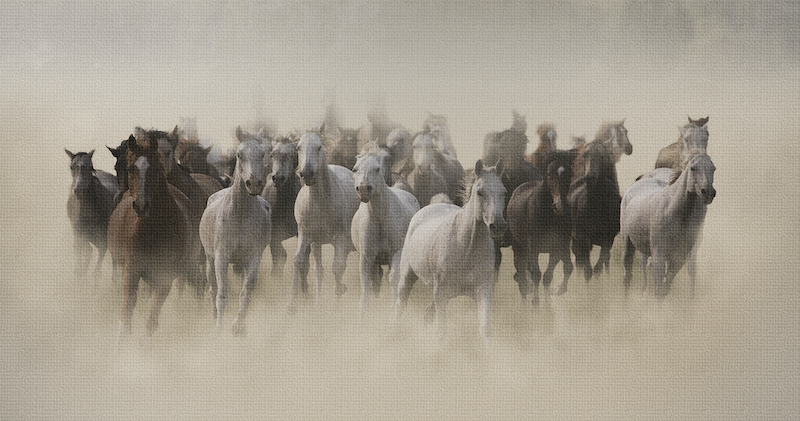 Klerksdorp Fotografie Klub - Monique Van Rooyen - Dusty Horses