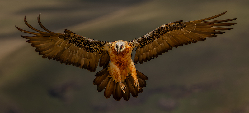 Knysna Photographic Society - Pieter Mare - Bearded vulture adult
