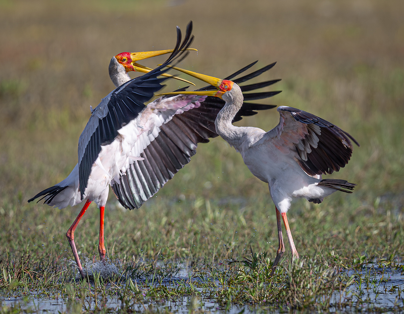 Knysna Photographic Society - Pieter Mare - Yellow billed stork fight
