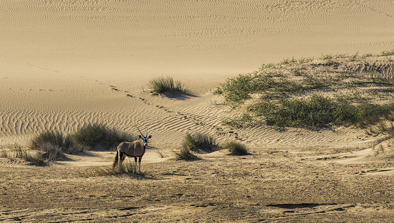Kowie Camera Club - Robert Heffer - Lone Oryx