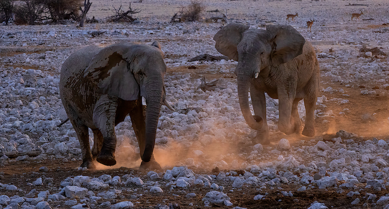 Krugersdorp Camera Club - Derek De Beer - Elephants in the late afternoon dust
