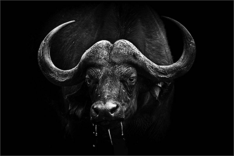 Magalies Foto Fun Club - Adriaan Theron - Cape Buffalo