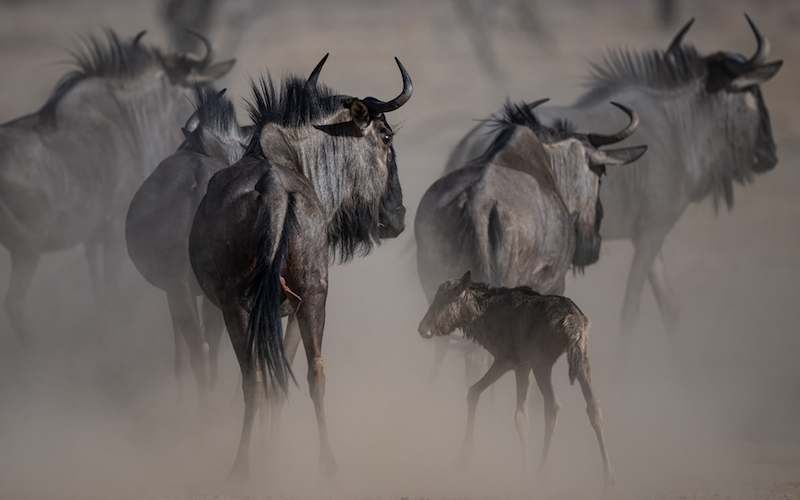 Magalies Foto Fun Club - Mariette Goosen - Pasgebore in storm