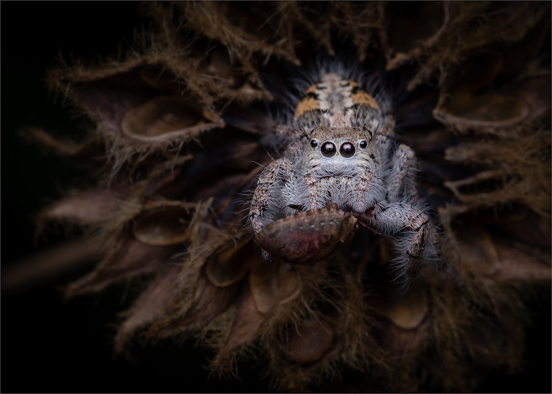 Midlens Fotoklub - Hannes Claassens - Jumping Spider