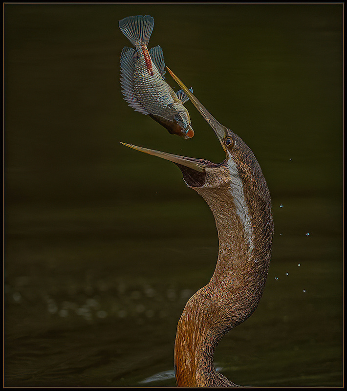 Port Elizabeth Camera Club - Antionette Morkell - The catch