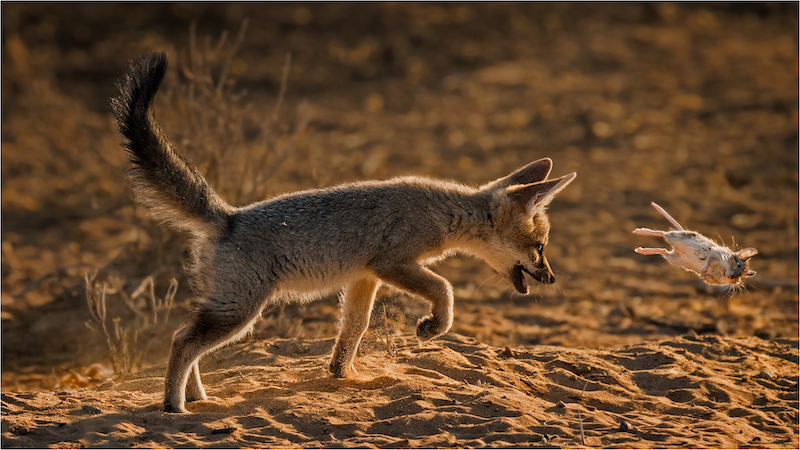 Port Elizabeth Camera Club - Johann Jordaan - Vossie met n muis