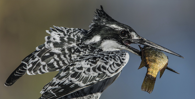 Sandton Photographic Society - Jack Weinberg - Pied kingfisher with cath