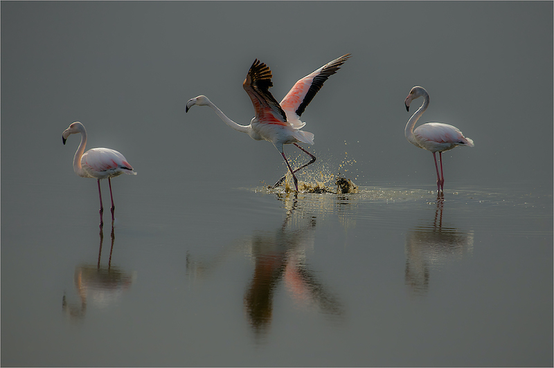 Swartland Fotografieklub - Andre Stipp - First to fly