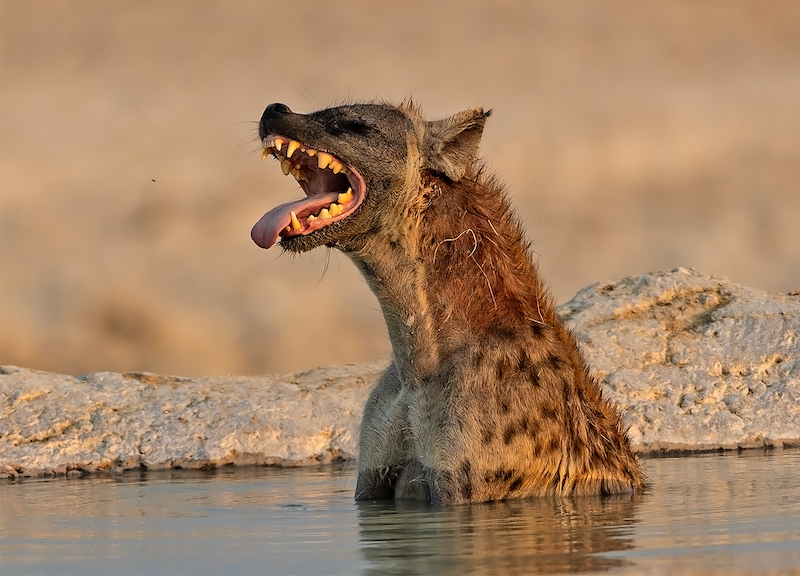 Vanderbijlpark Fotografiese Vereniging - Johan Joubert - laaste lag