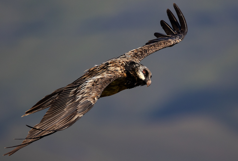 Vereeniging Photographic Society - Francois Roux - kyk uit vir kos