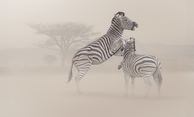 Annemarie Robertson - Port Elizabeth Camera Club - Victory cry