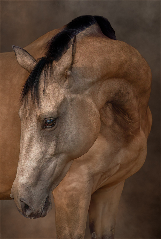 Ciszanne Crous - Swartland Fotografieklub - The Akhal-Teke Muse